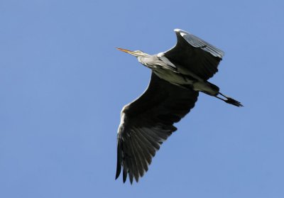 Graureiher / Grey Heron