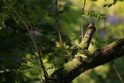 Baum am der Linth