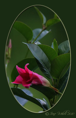 Dipladenia