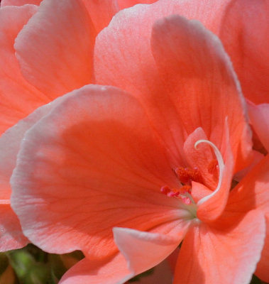 Geranium