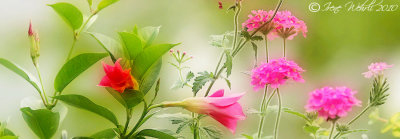 Dipladenia und Verbenen
