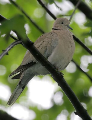 Trkentaube / Eurasian Collared Dove