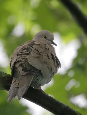 Trkentaube / Eurasian Collared Dove