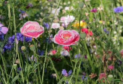 Blumenwiese in Mollis