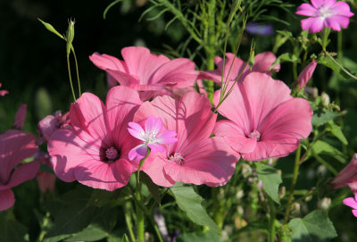 Blumenwiese in Mollis