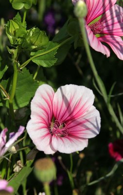 Blumenwiese in Mollis