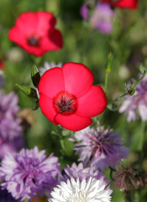 Blumenwiese in Mollis