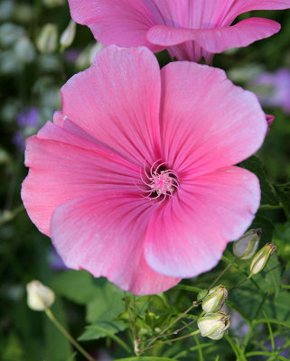 Blumenwiese in Mollis