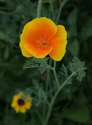 Blumenwiese in Mollis