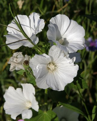 Blumenwiese in Mollis