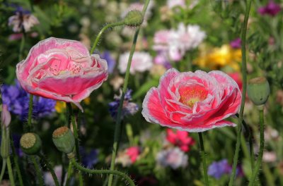 Gallery: Wiesenblumen - Wiesenpflanzen