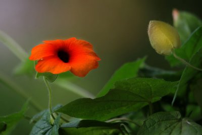 Schwarzugige Susanne