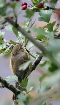 Zilpzalp / Common Chiffchaff