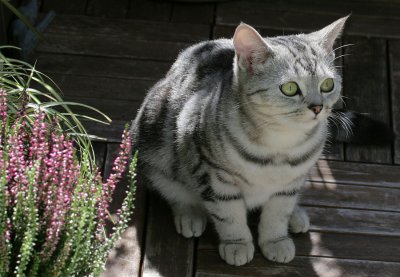 Lucy