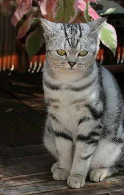 Lucy