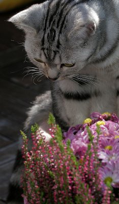 Lucy