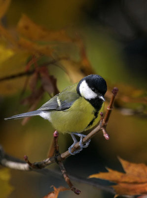 Kohlmeise / Great Tit