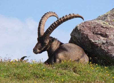 Steinbock