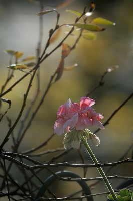 Geranium