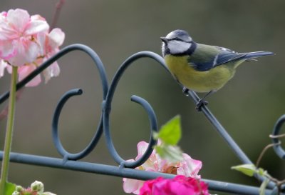 Blaumeise / Blue Tit