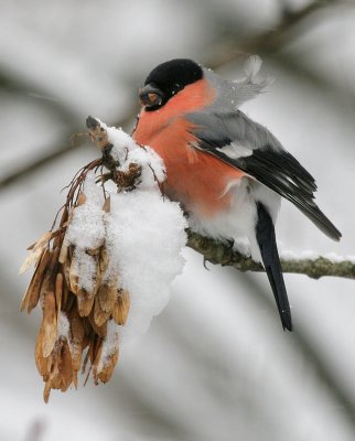 Dompfaff Gimpel / Eurasian Bullfinch