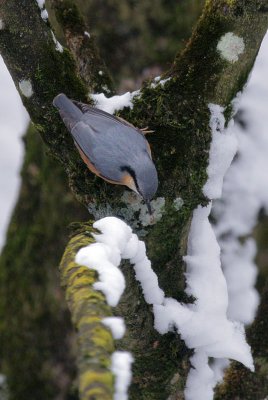 Kleiber / Eurasian Nuthatch