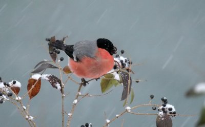 Dompfaff Gimpel / Eurasian Bullfinch