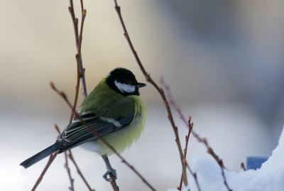 Kohlmeise / Great Tit