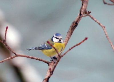 Blaumeise / Blue Tit