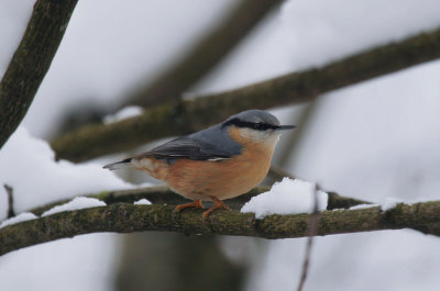 Kleiber / Eurasian Nuthatch