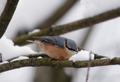 Kleiber / Eurasian Nuthatch