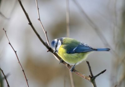 Blaumeise / Blue Tit