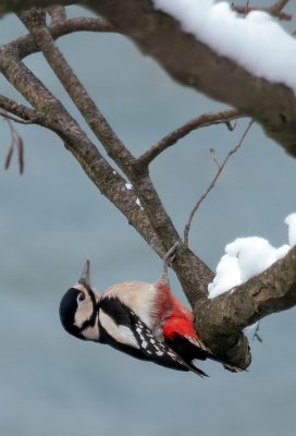 Buntspecht / Great Spotted Woodpecker