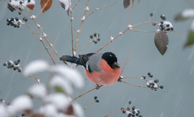 Dompfaff Gimpel / Eurasian Bullfinch