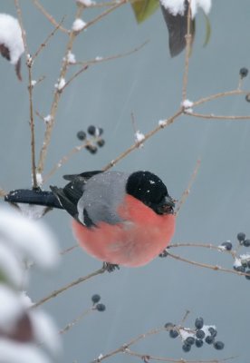 Gimpel / Eurasian Bullfinch
