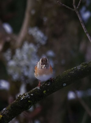 Bergfink / Brambling