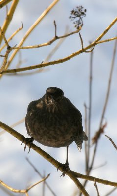 Amsel Dame / Common Blackbird