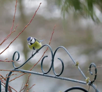 Blaumeise / Blue Tit