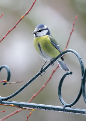 Blaumeise / Blue Tit