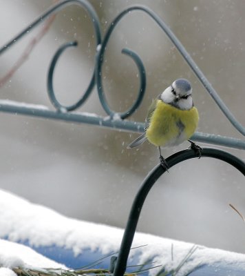 Blaumeise / Blue Tit