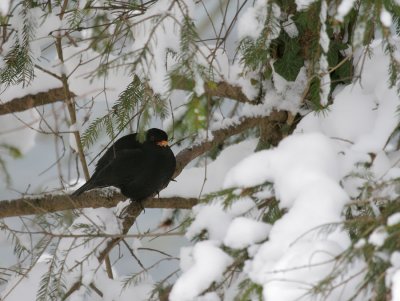 Amsel / Common Blackbird