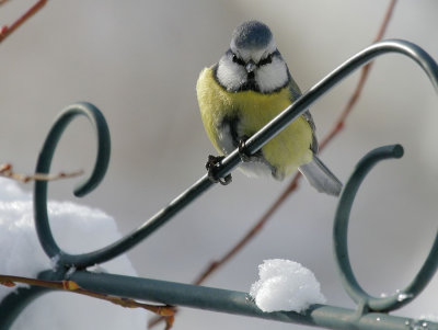 Blaumeise / Blue Tit