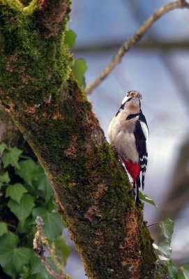 Buntspecht / Great Spotted Woodpecker