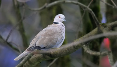 Trkentaube / Eurasian Collared Dove
