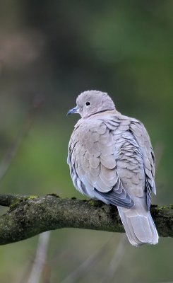 Trkentaube / Eurasian Collared Dove