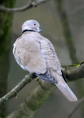 Trkentaube / Eurasian Collared Dove