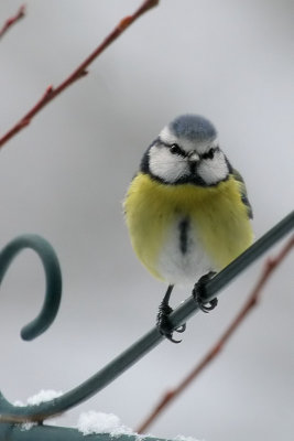 Blaumeise / Blue Tit