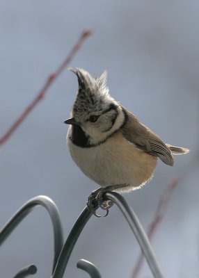 Haubenmeise / European Crested Tit