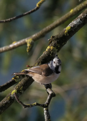 Haubenmeise / European Crested Tit