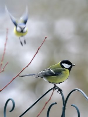 Kohlmeise/ Great Tit